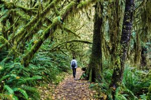 Rainforest survival tips for travelers