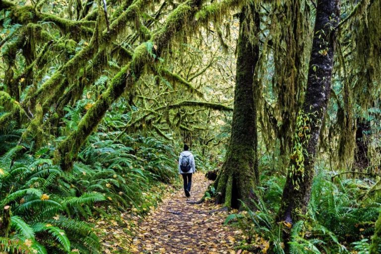 Rainforest survival tips for travelers