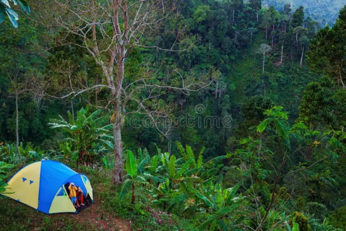Rainforest Rainforest